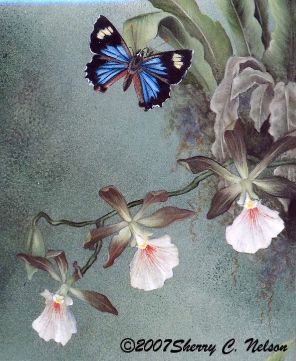 19.  Azure Butterfly, 9" x 12" - $155.00