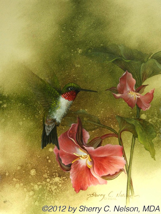 30. Ruby-throated Hummer with Trillium, 9" x 12" - $155.00