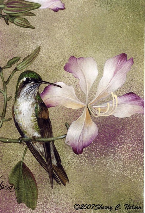 36. Magnificent Hummingbird, female, 8" x 10" - $165.00