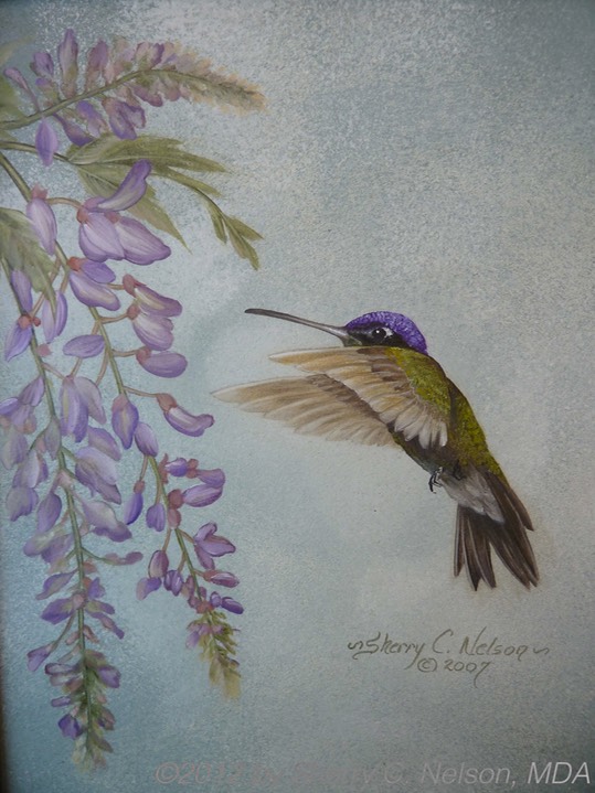 45. Magnificent Hummer with Wisteria, 8" x 10" - $145.00