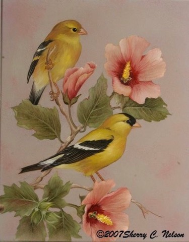 American Goldfinches with Rose of Sharon    8" x 10"  $7.00