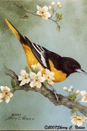 Baltimore Oriole with Blossoms. 8"x10"  $6.00