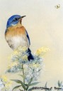 Bluebird for 1st Time Oil Painter 8"x10"  $7.00