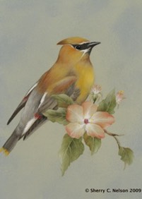 cedar waxwingWTMK