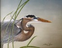 Great Blue Heron with Horsetail.  14"x11". $8.00
