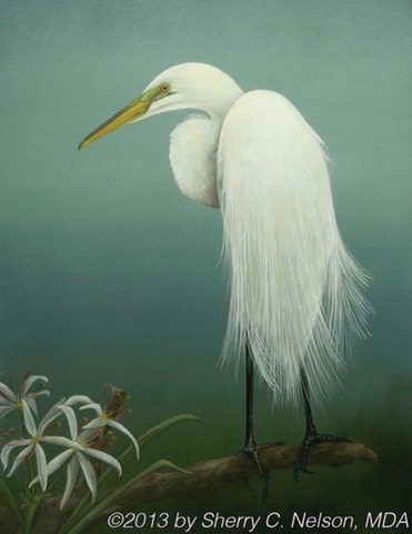Great Egret with String Lilies.  14"x18"  $8.00