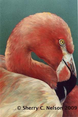 Greater Flamingo, 8" x 10", $8.00