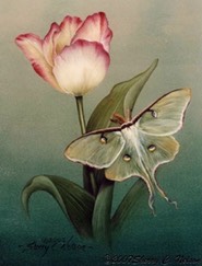 Luna Moth w: Tulips - 9" x 12", Intermediate Level - Version 2