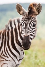 young-zebra-portrait-3138955 1920